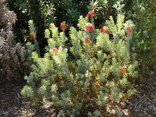 Kirstenbosch National Botanical Garden.